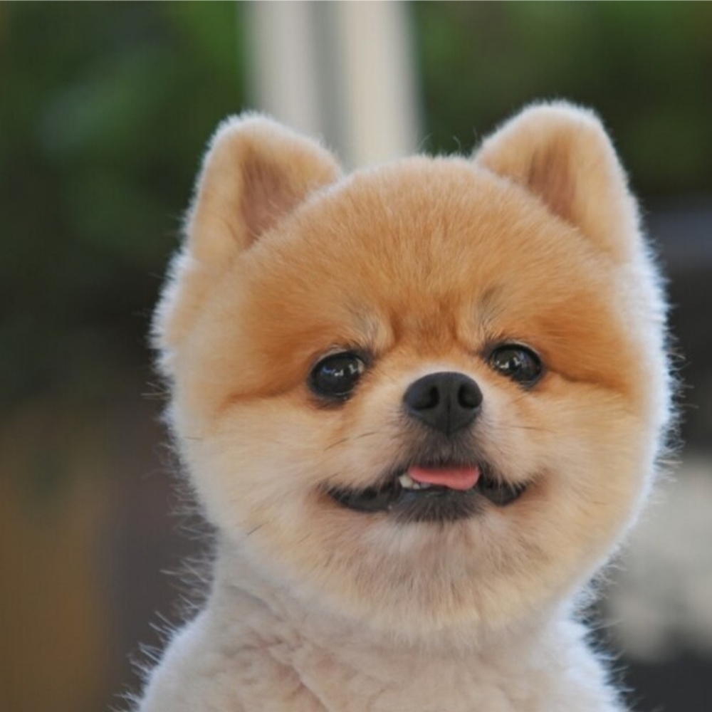 Meet your Posher, Francis